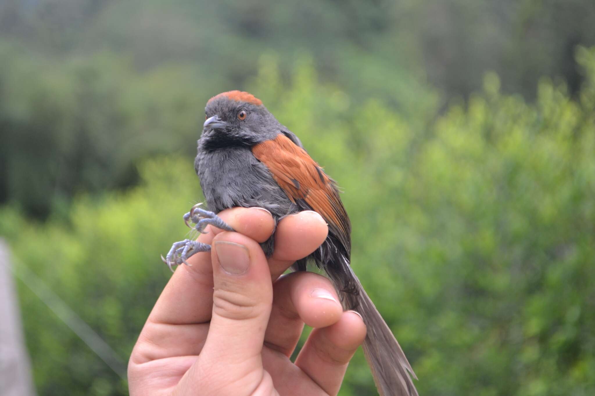 Image of Slaty Spinetail