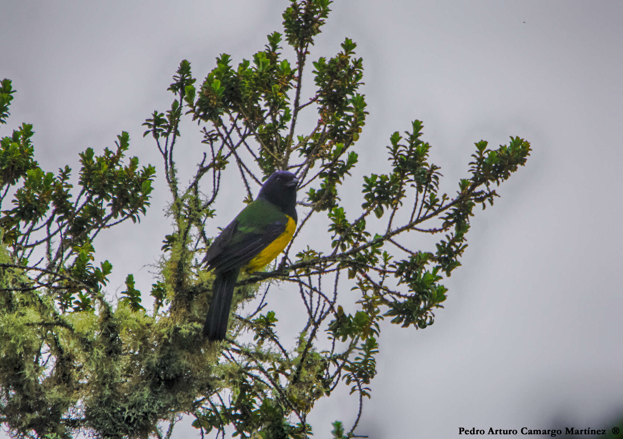 Image of Black-chested Mountain Tanager