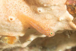 Image of Flame goby