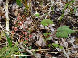 Image of red currant