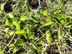 Image of Clematis forsteri J. F. Gmel.