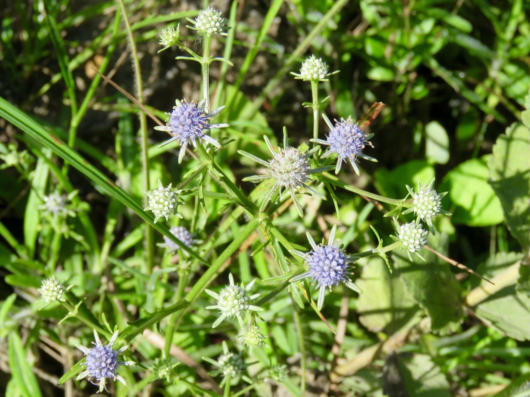 Image de Eryngium integrifolium Walt.