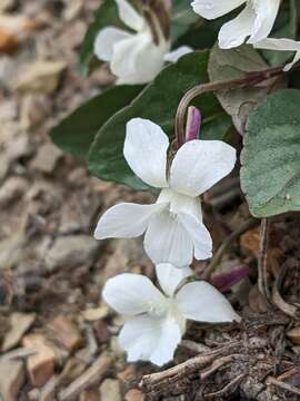 Viola canadensis var. scopulorum A. Gray的圖片