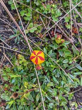 Imagem de Gentianella hirculus (Griseb.) Fabris