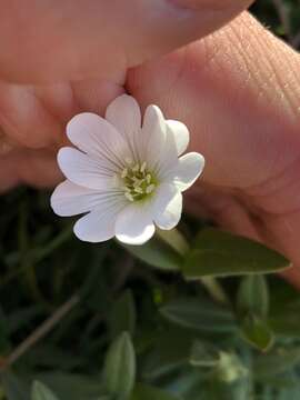 Image of field chickweed