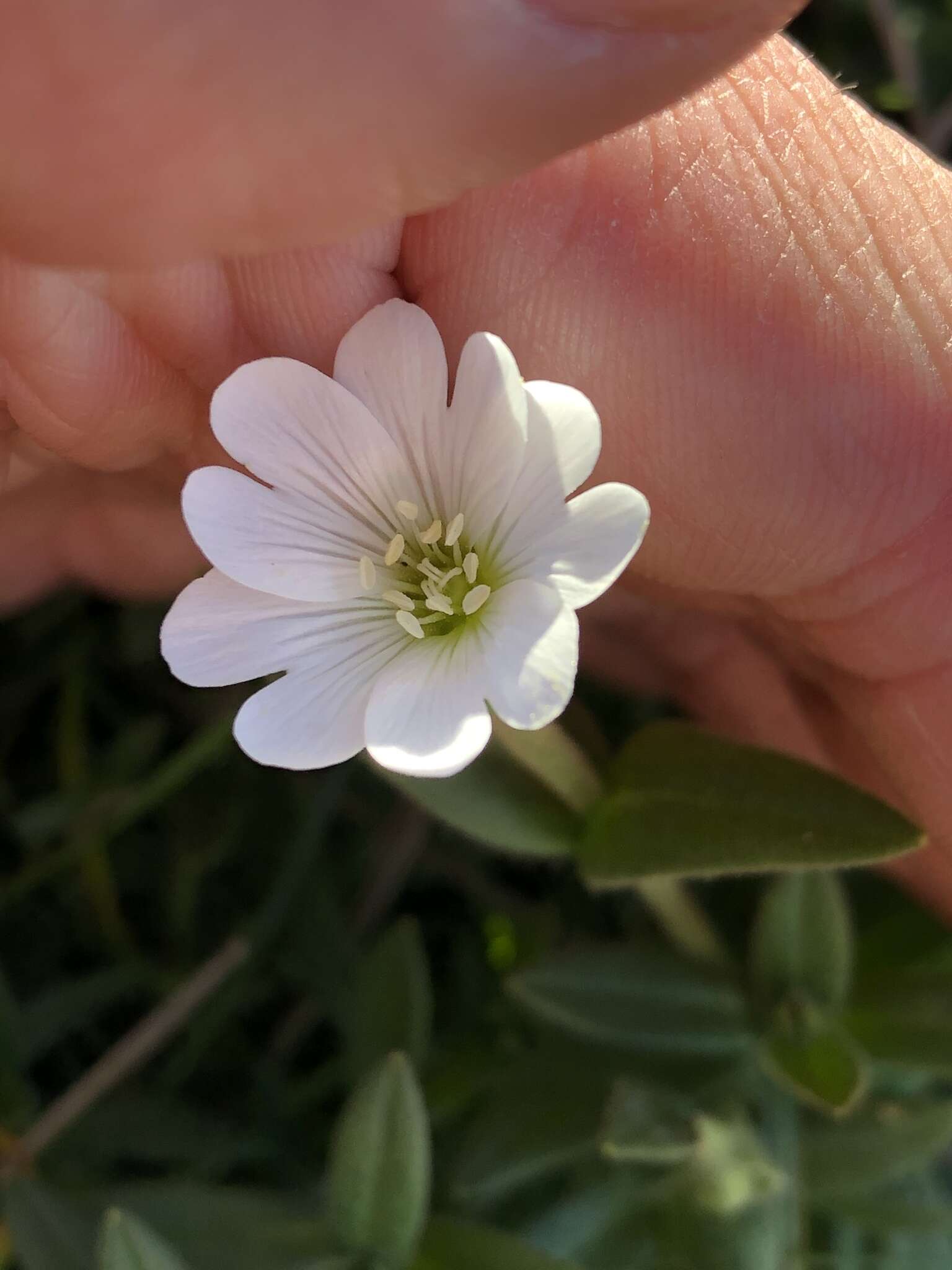 Imagem de Cerastium arvense subsp. strictum (L.) Gaudin