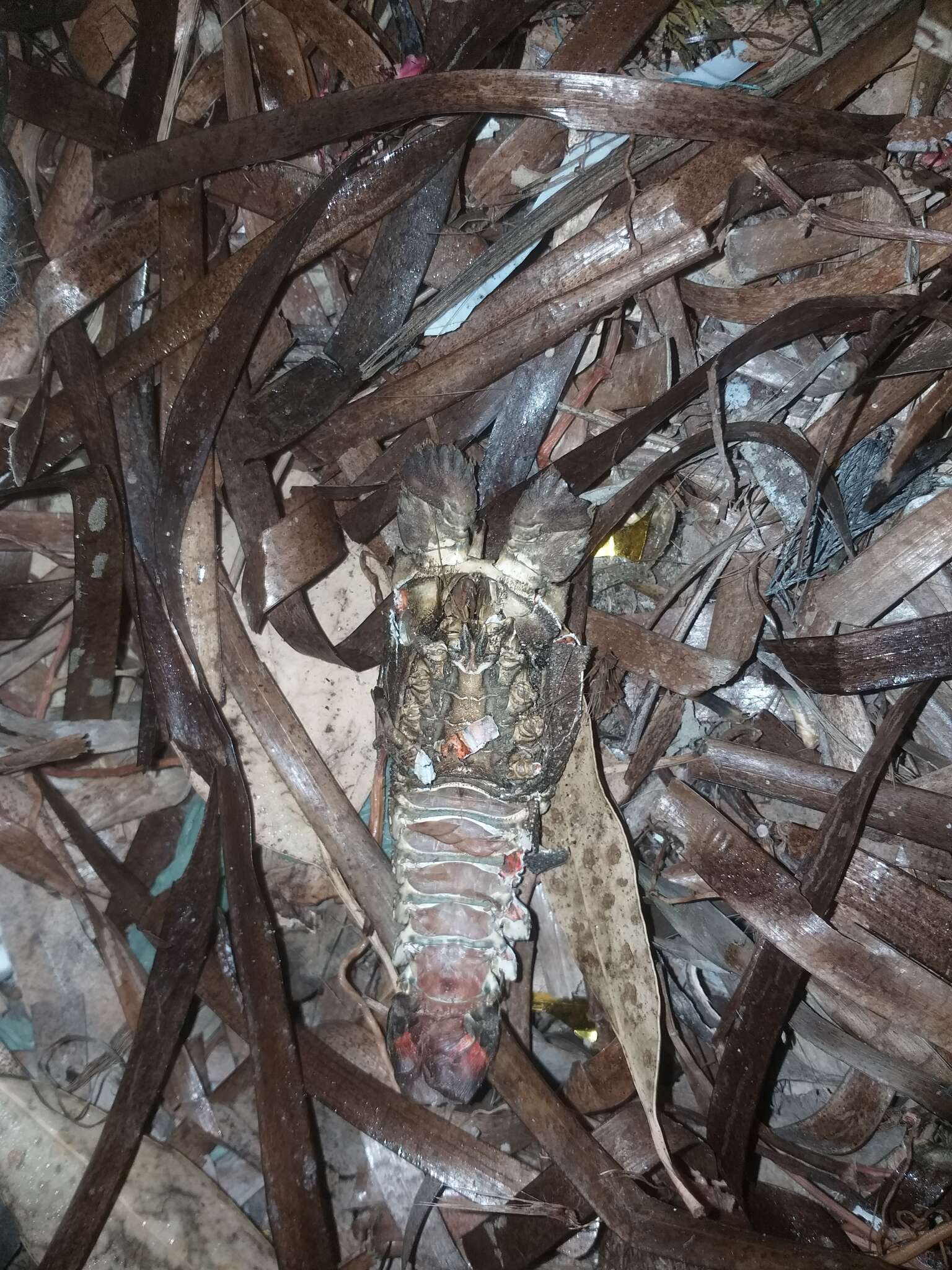 Image of Small European Locust Lobster