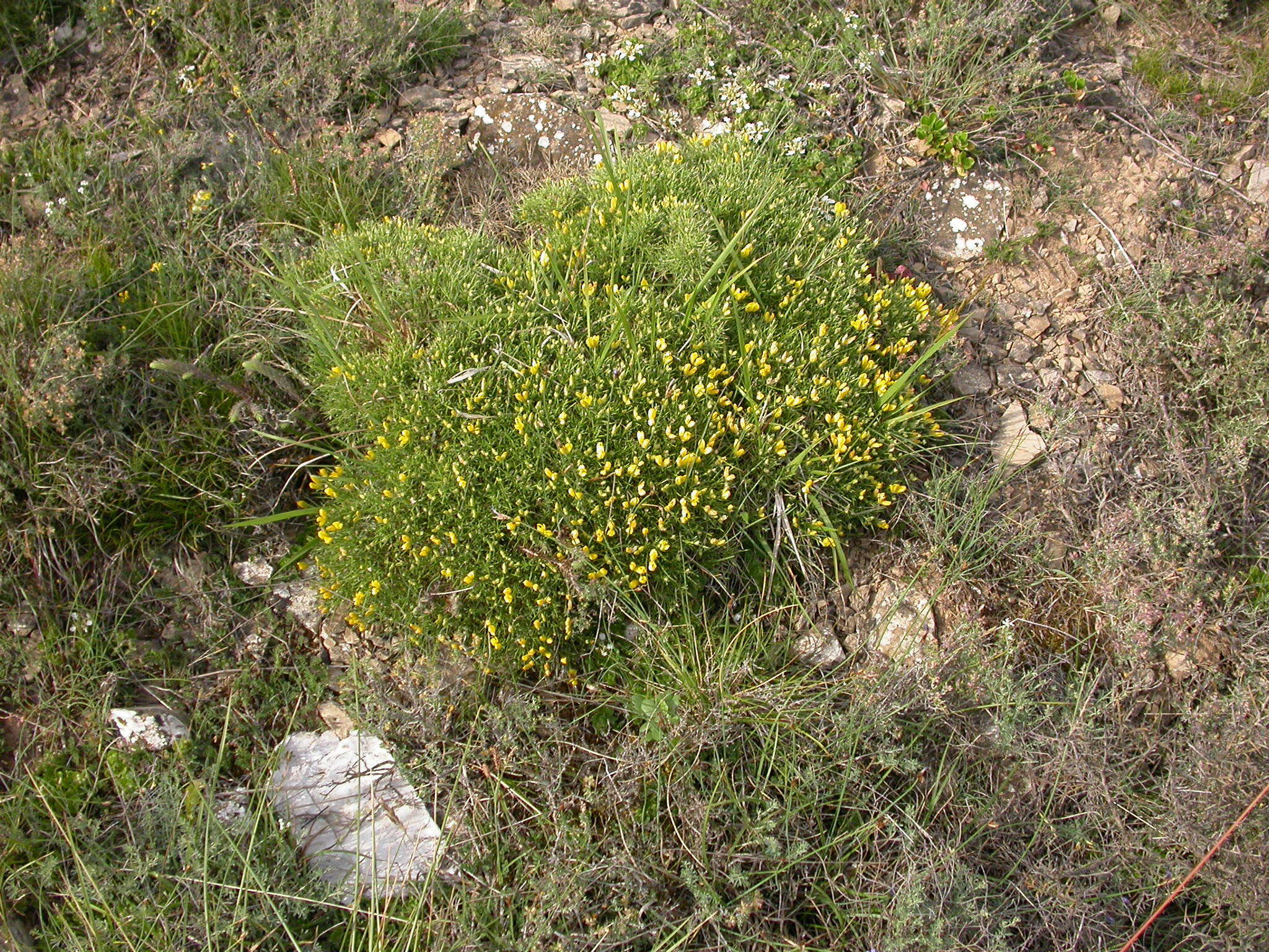 Image of Echinospartum horridum (M. Vahl) Rothm.