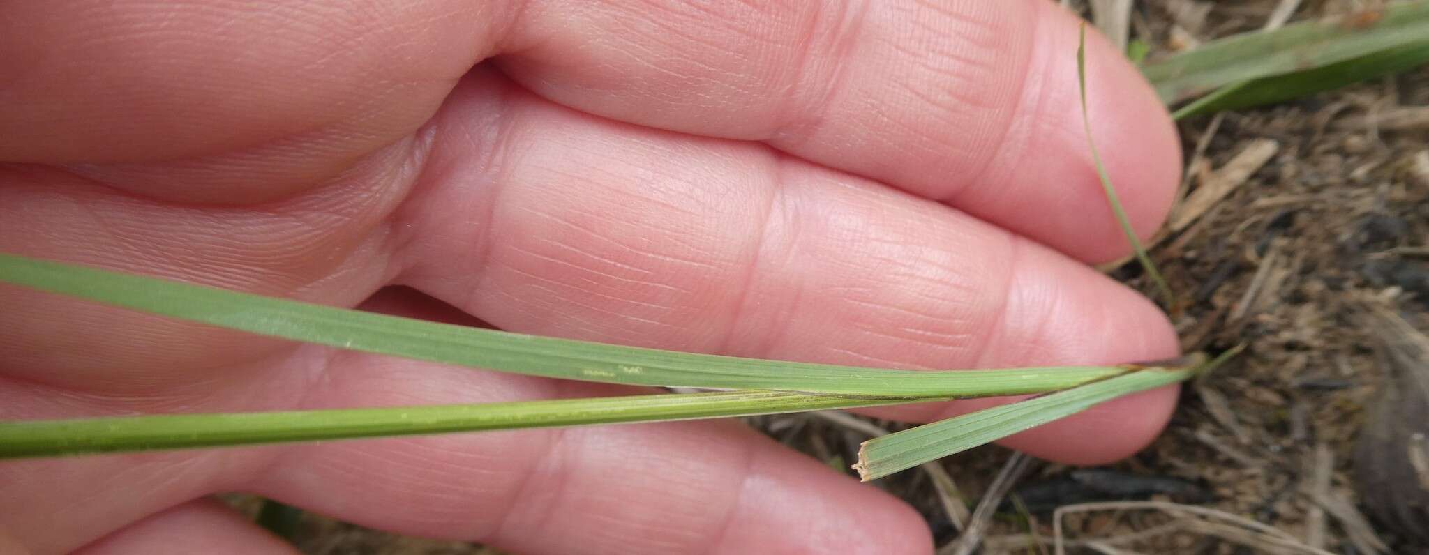 Image of Ixia flexuosa L.