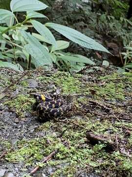 Image de Rhabdophis tigrinus formosanus (Maki 1931)