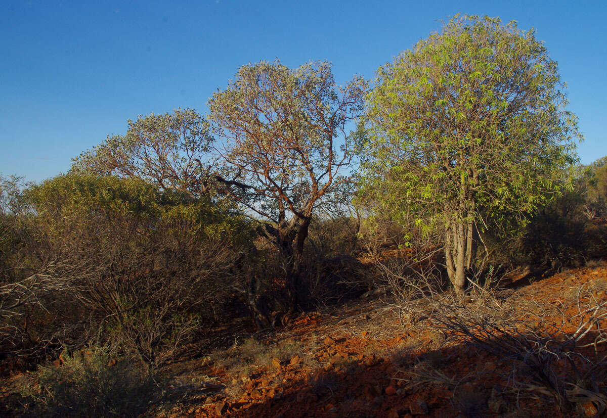 Image of Brachychiton gregorii F. Müll.