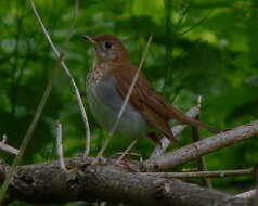 صورة Catharus fuscescens (Stephens 1817)