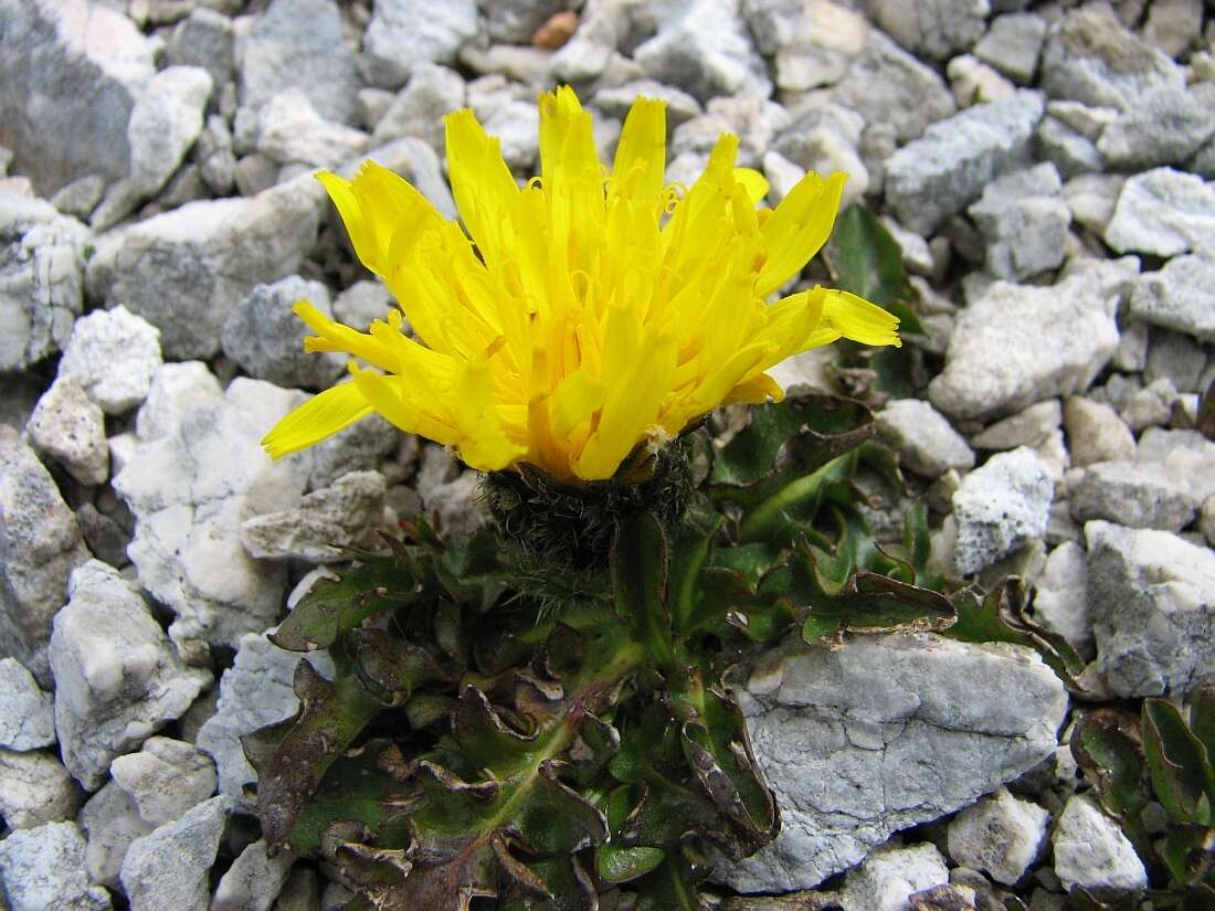 Image of Crepis terglouensis (Hacq.) A. Kerner