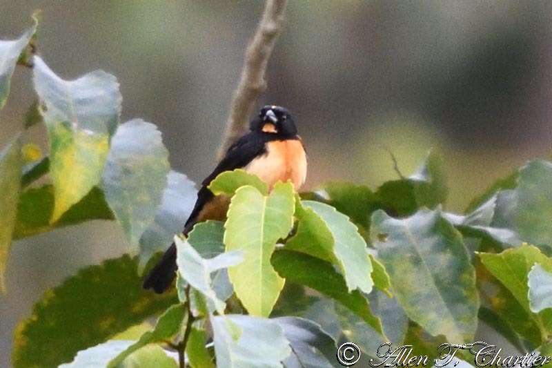 Image of Yellow-crested Tanager