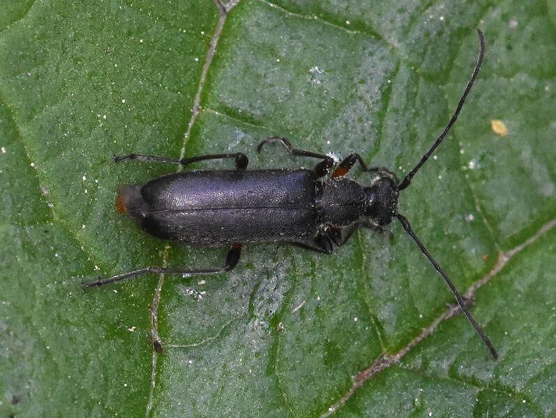 Image of Grammoptera abdominalis (Stephens 1831)