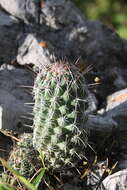 Image of Coryphantha jalpanensis Buchenau