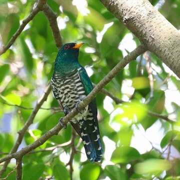 Image of Asian Emerald Cuckoo