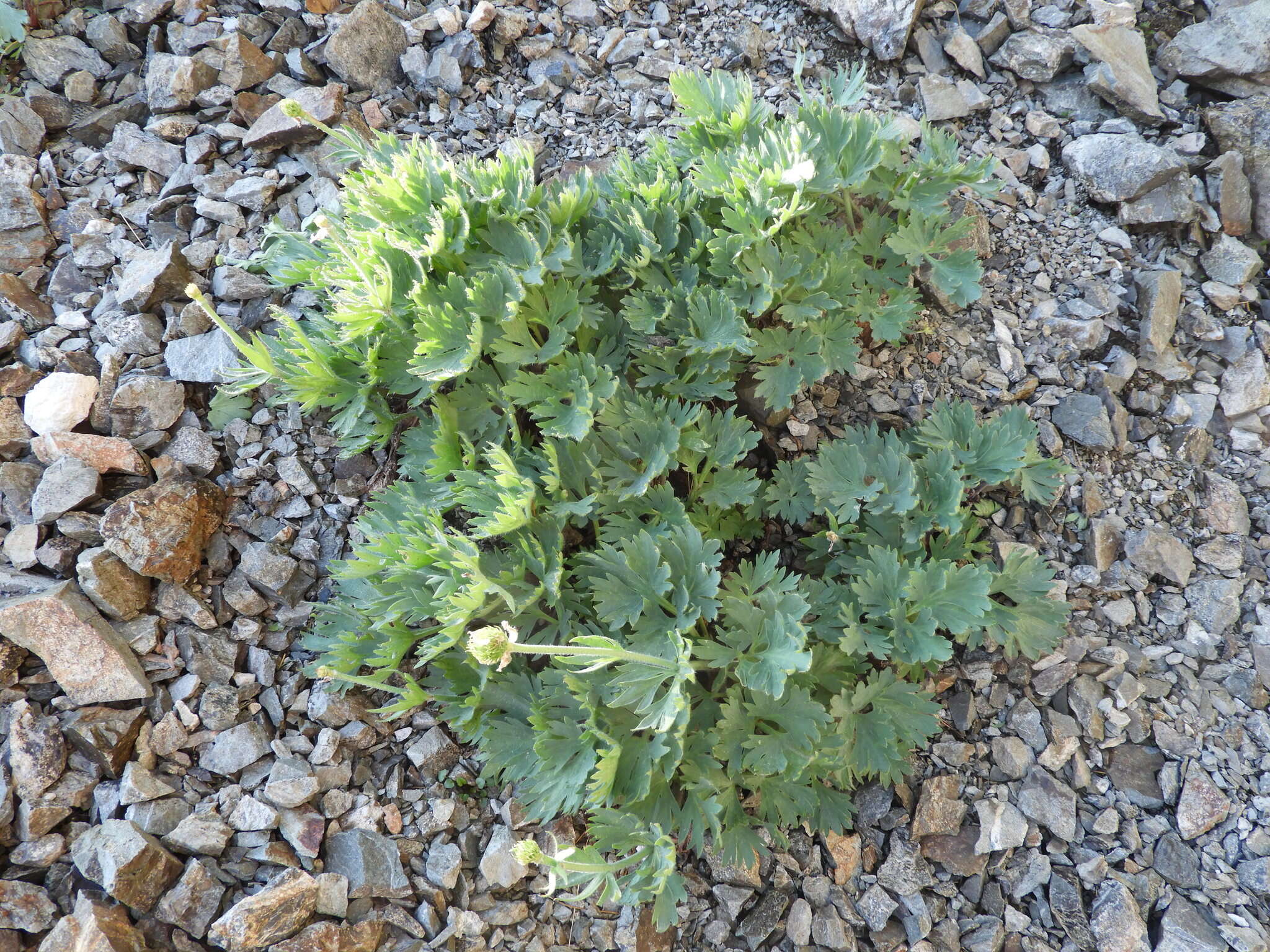 Слика од Ranunculus buchananii Hook. fil.