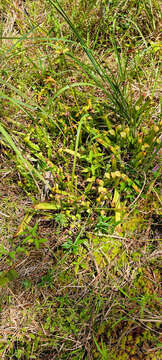 Image of sweet pitcherplant