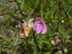 Слика од Strophostyles umbellata (Willd.) Britton