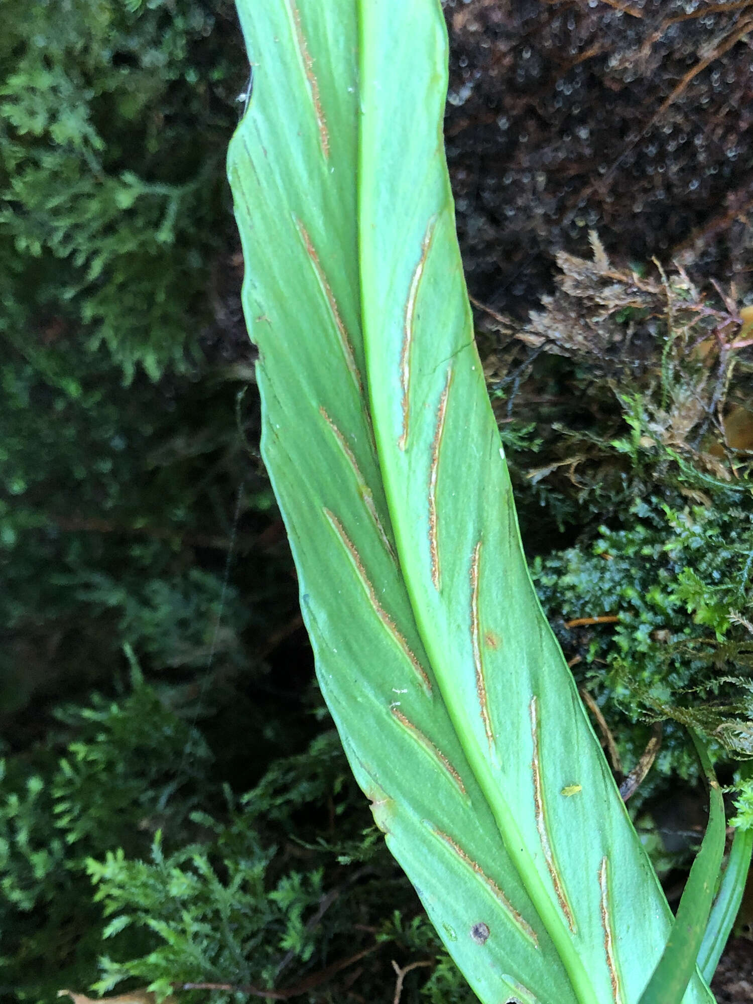 Imagem de Asplenium ensiforme Wall.