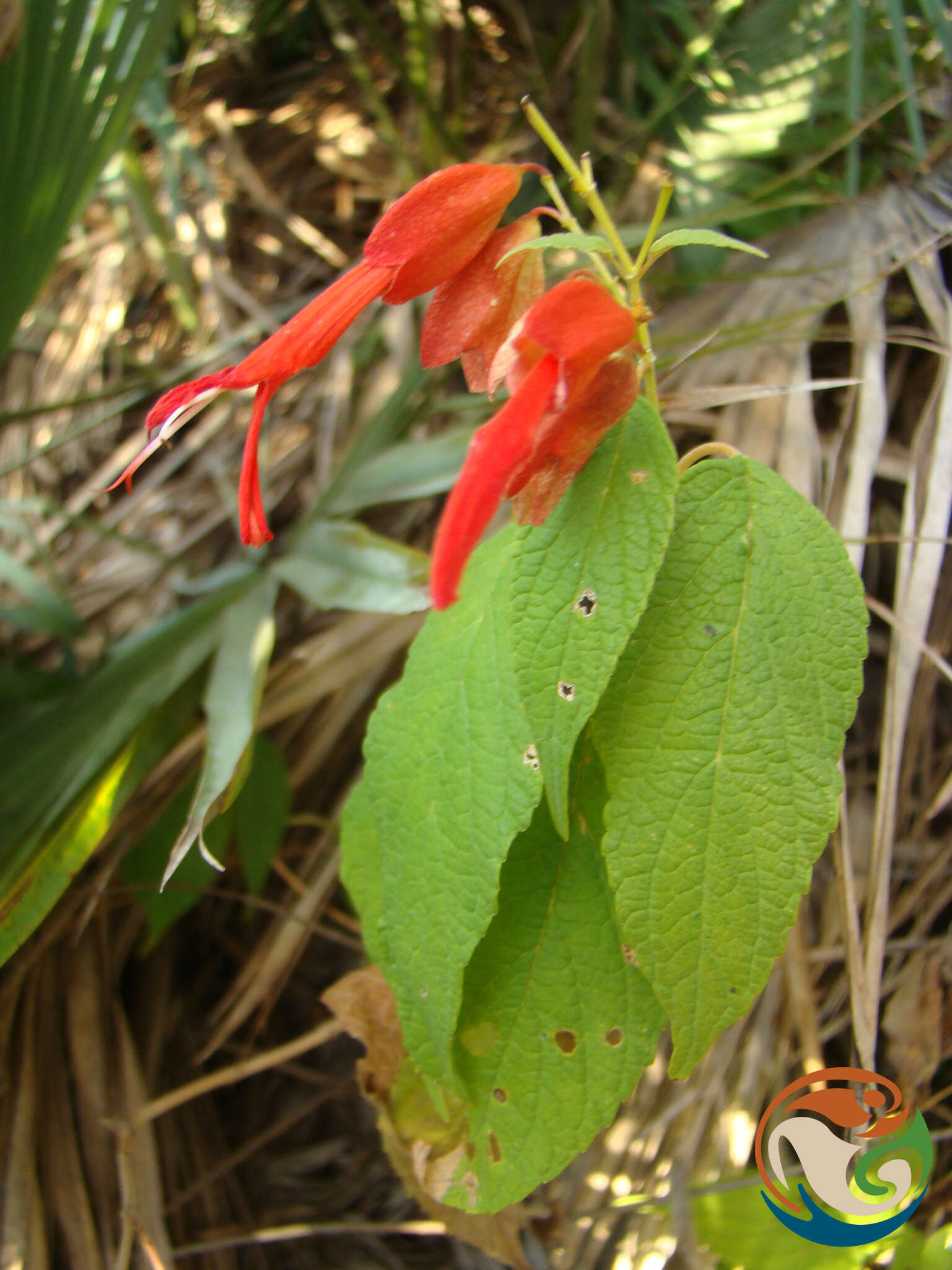 Image of Salvia sessei Benth.