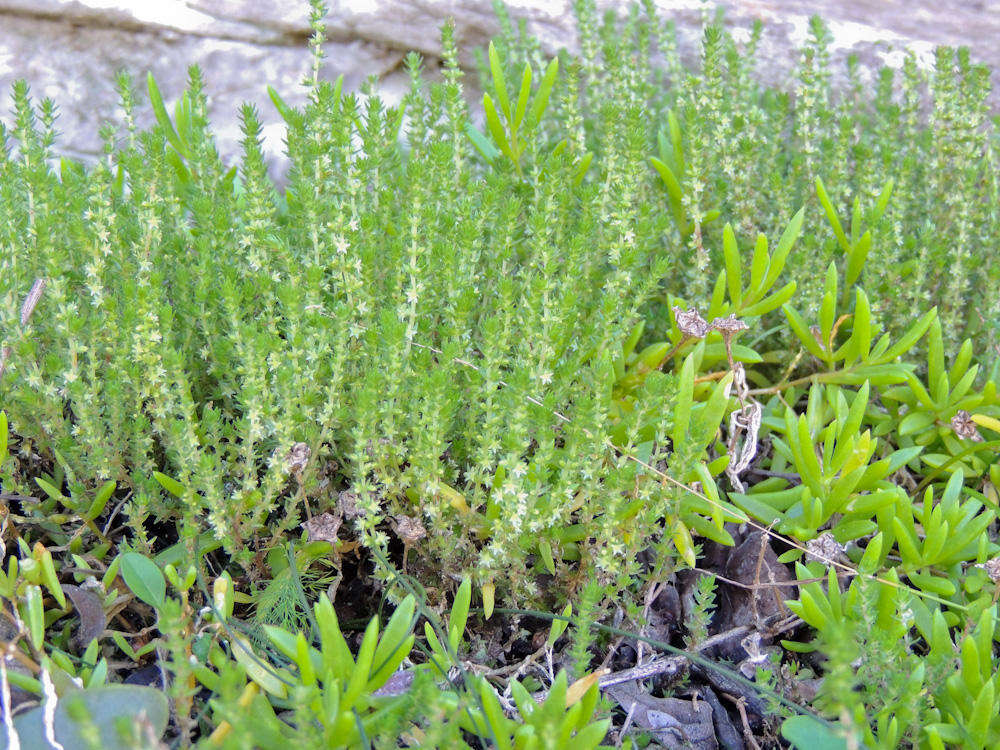 Слика од Crassula lanceolata subsp. lanceolata