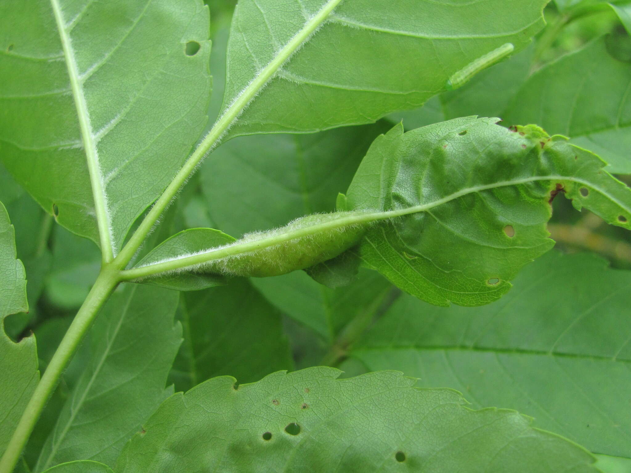 Image of Dasineura acrophila (Winnertz 1853)