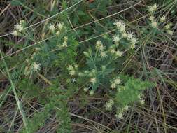 Image of false boneset