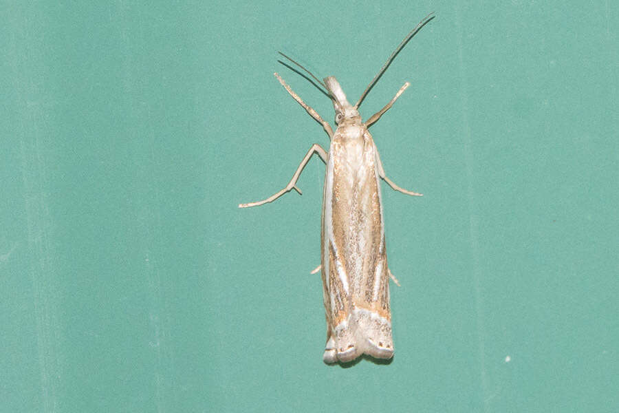 Image of Whitmer's Sod Webworm Moth