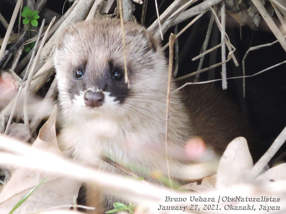 Image of Japanese Weasel