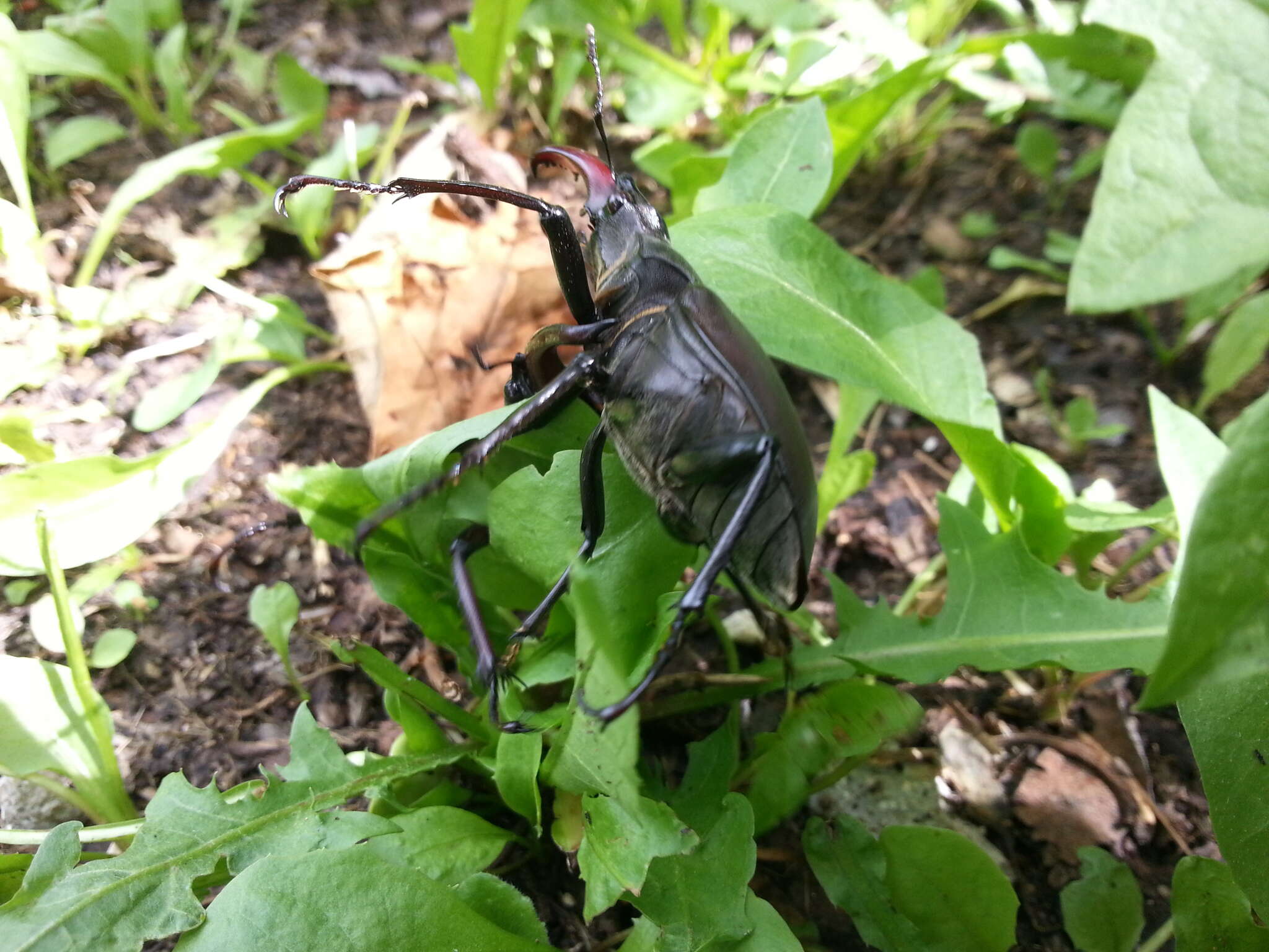 Image of Stag beetle