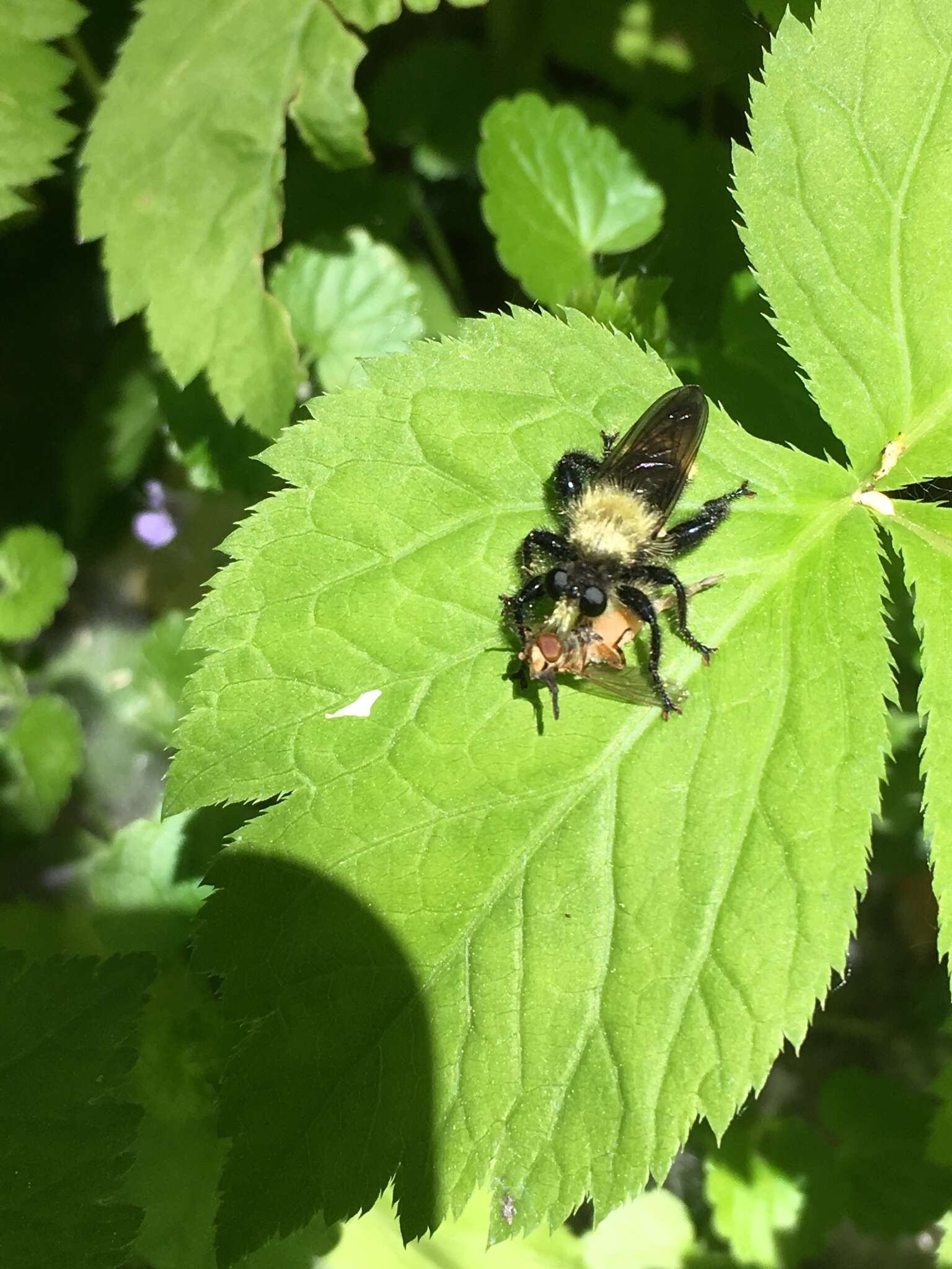 Image of Laphria divisor (Banks 1917)