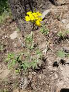 Image of sanddune wallflower