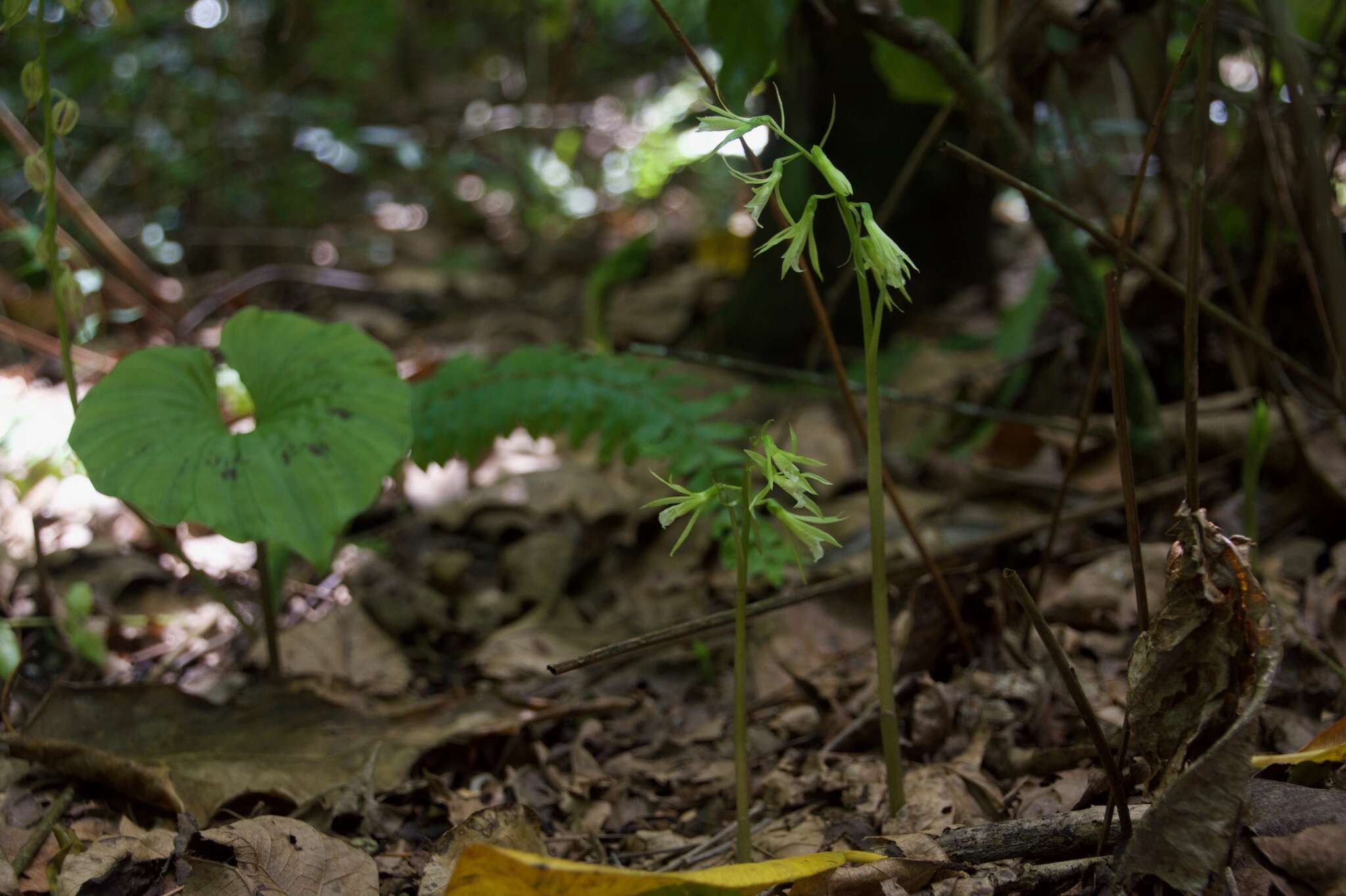 Image of Tall shield orchid