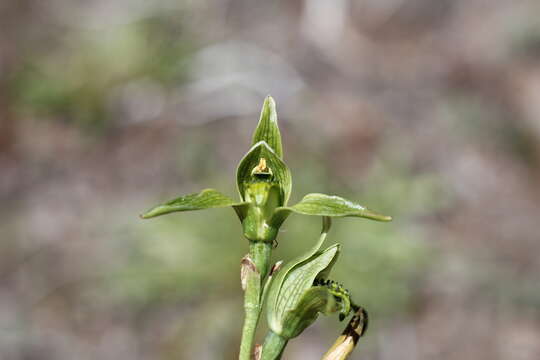 Image of Chloraea viridiflora Poepp.