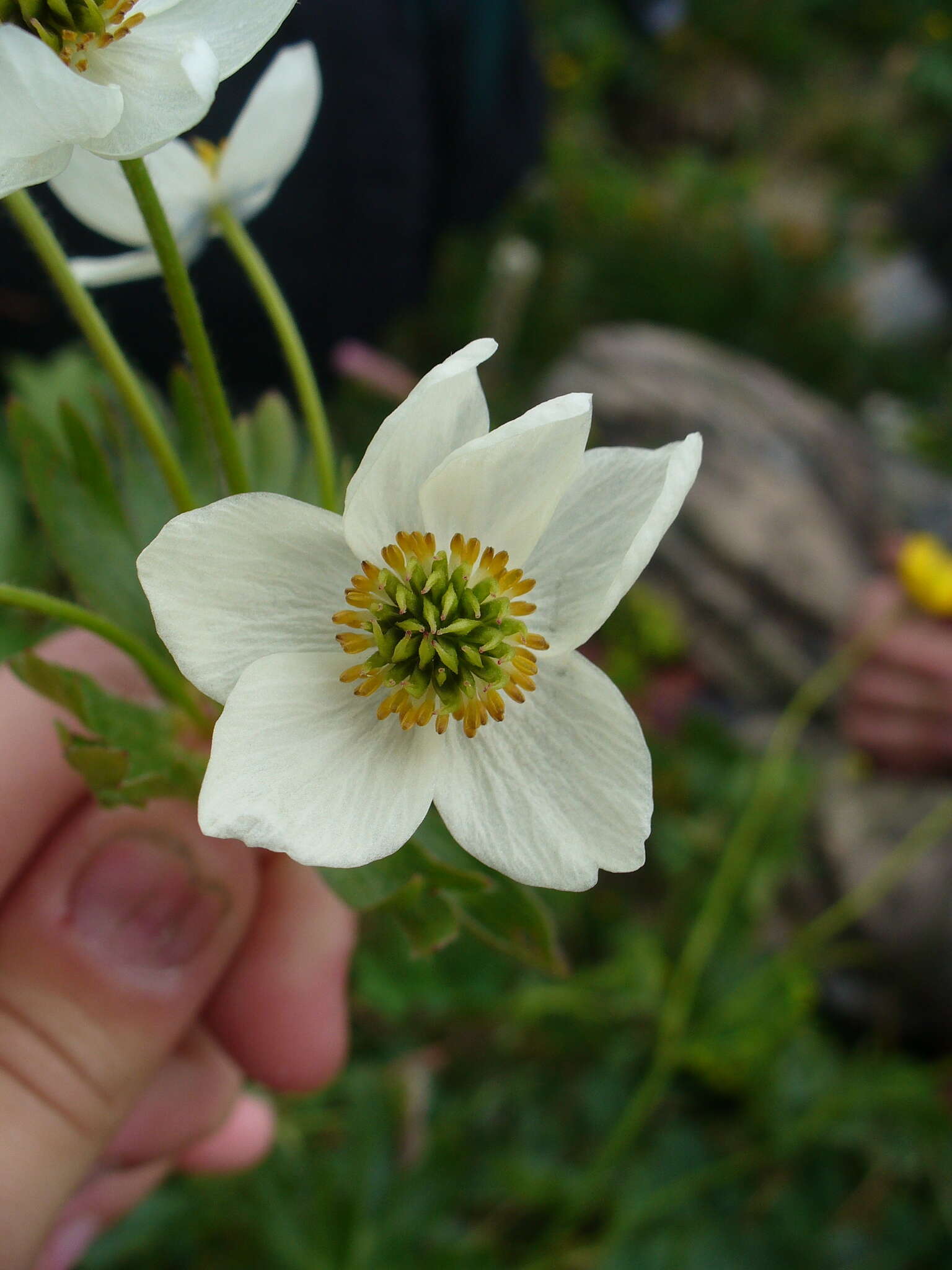 Imagem de Anemonastrum biarmiense (Juz.) J. Holub