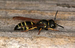 Image of Gymnomerus