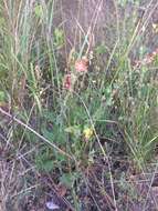 Image of Fendler's globemallow