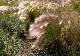 Image of Hordeum jubatum L.