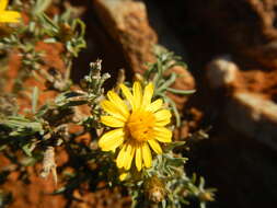 Image of Oedera humilis (Less.) N. G. Bergh