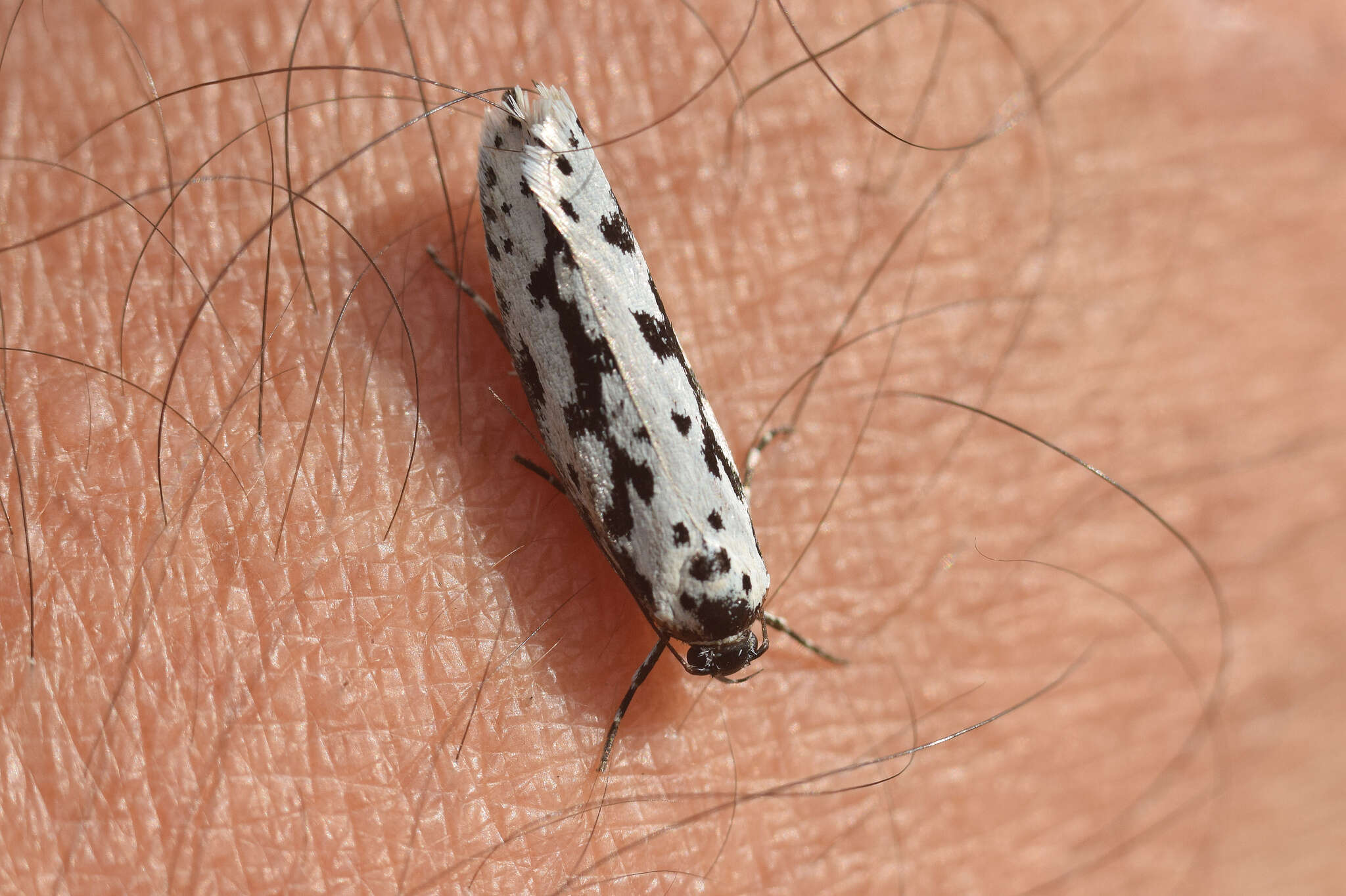 Image de Ethmia candidella Alphéraky 1908