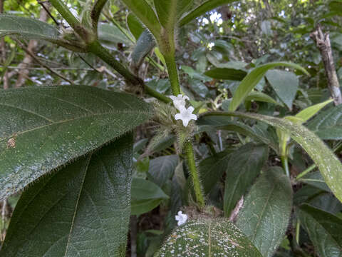 Lasianthus cyanocarpus Jack resmi