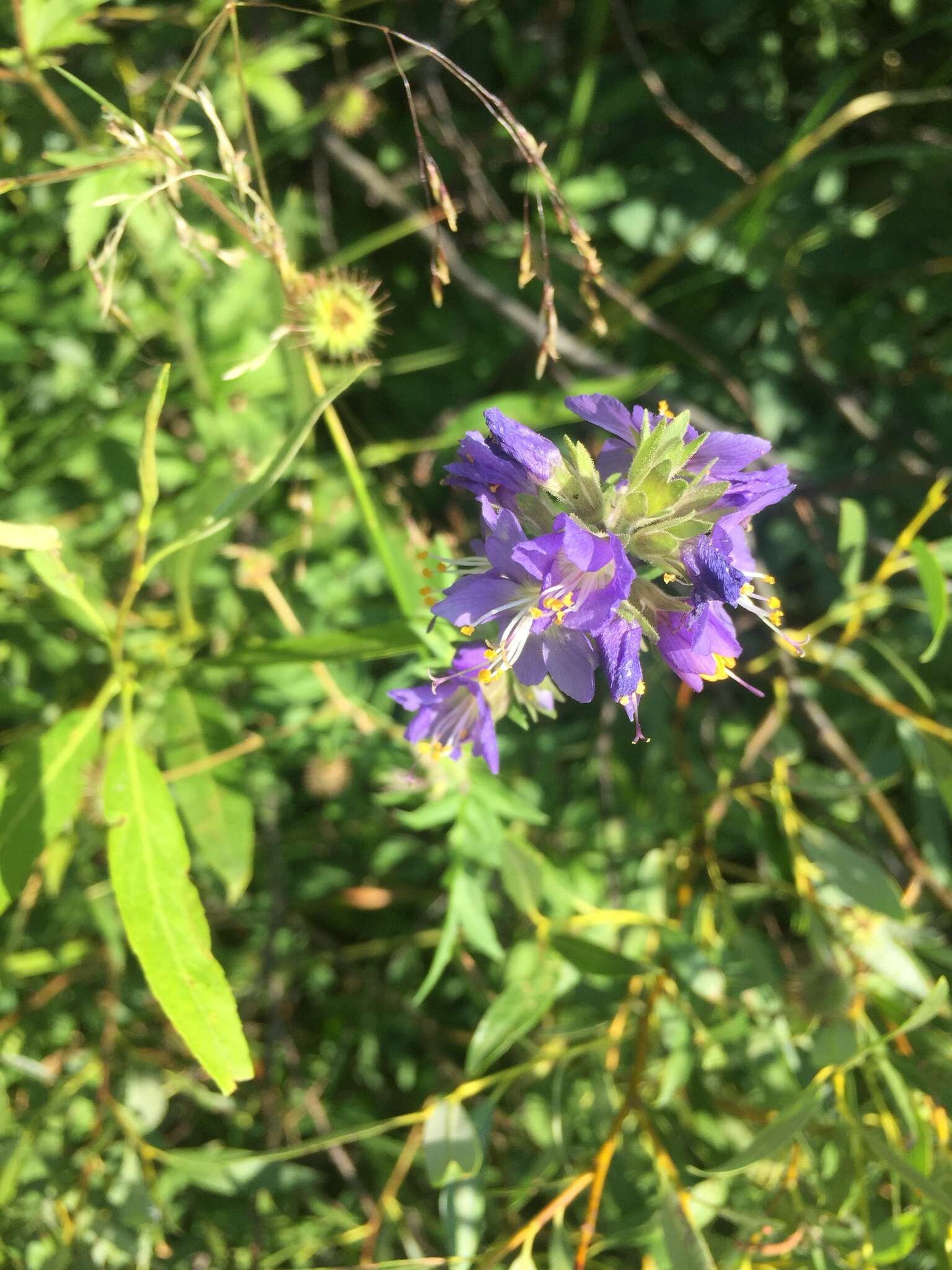 白花荵的圖片