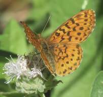 Image of Western Meadow Fritillary