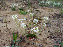 صورة Arabidopsis lyrata subsp. petraea (L.) O'Kane & Al-Shehbaz