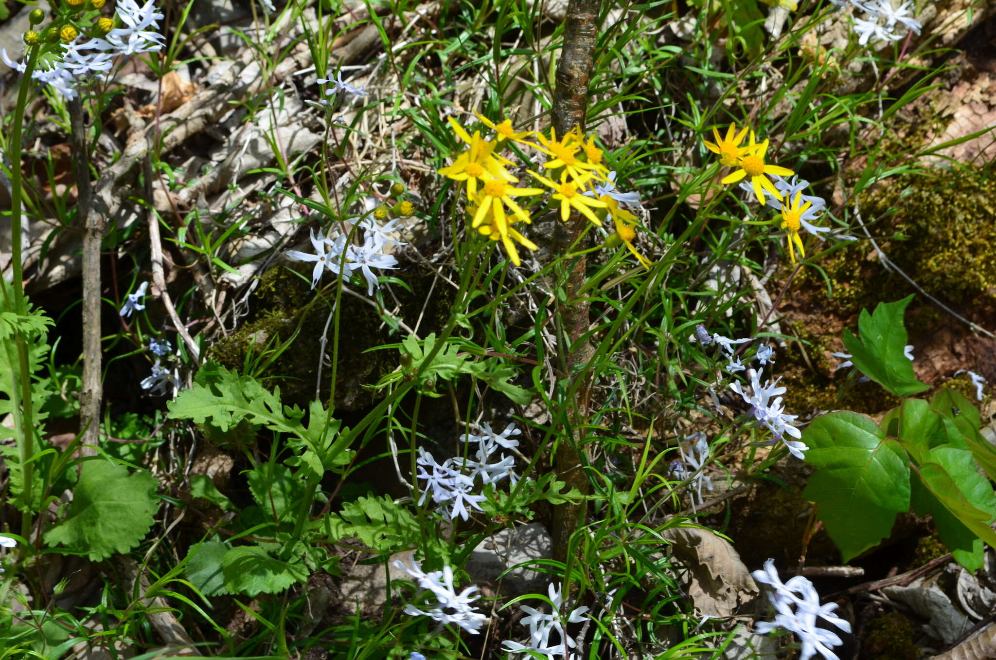 Image of roundleaf ragwort