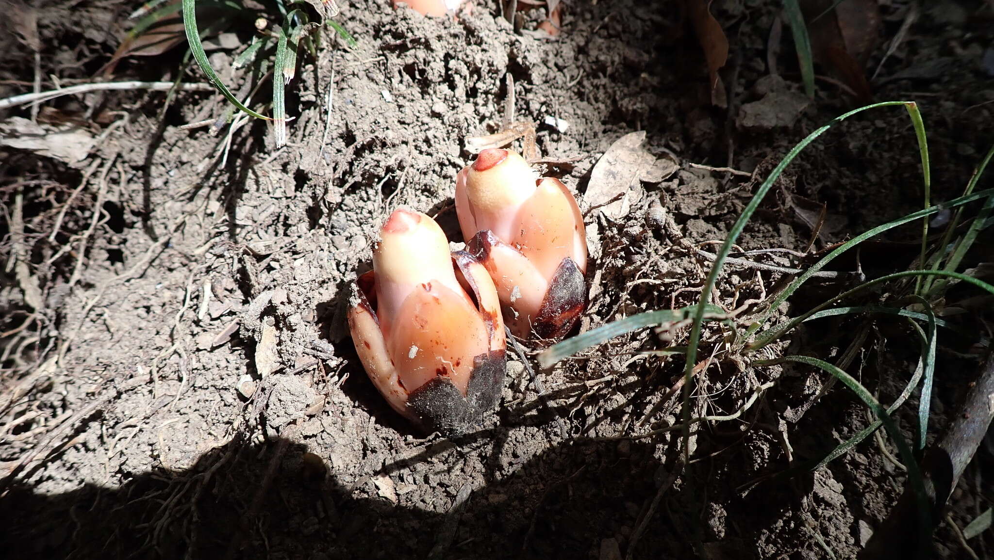 Image of Mitrastemon yamamotoi var. yamamotoi