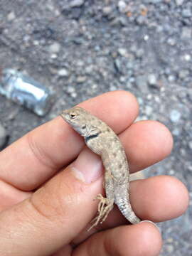 Image of Canyon Lizard