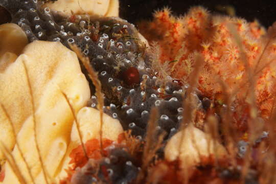 Image of Encrusting turret sponge